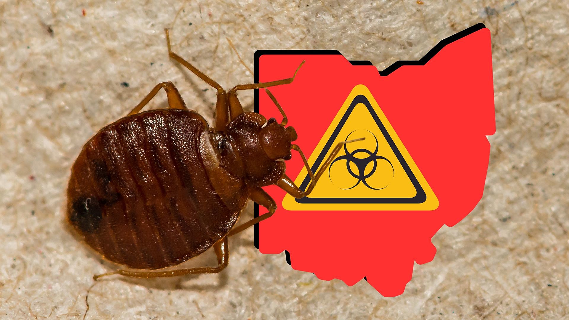 Ohio Has Six Cities on Bed Bugs Most Infested Top 50 List