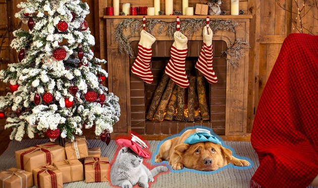 This Christmas Decoration Could Make Michigan Pets Sick During The Holidays