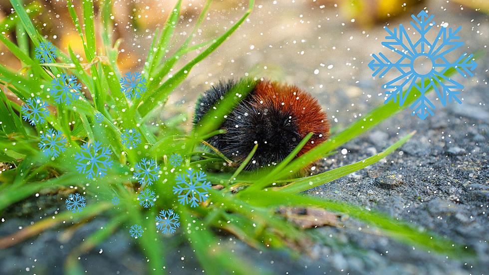 Pattern of A Wooly Caterpillar Could Predict Michigan's Winter
