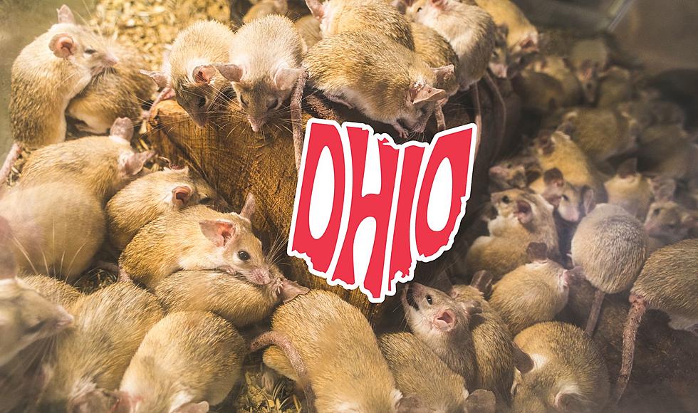 Cleveland &#038; Akron, Ohio Make Top 10 &#8220;Rattiest&#8221; Cities In The Entire Country
