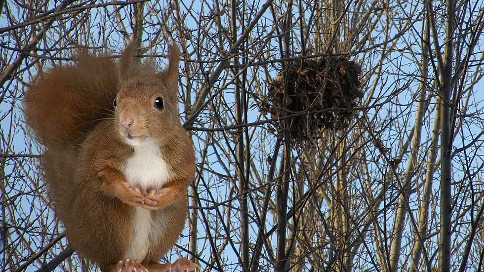 Those Aren't Birds Nests Left In Michigan Trees