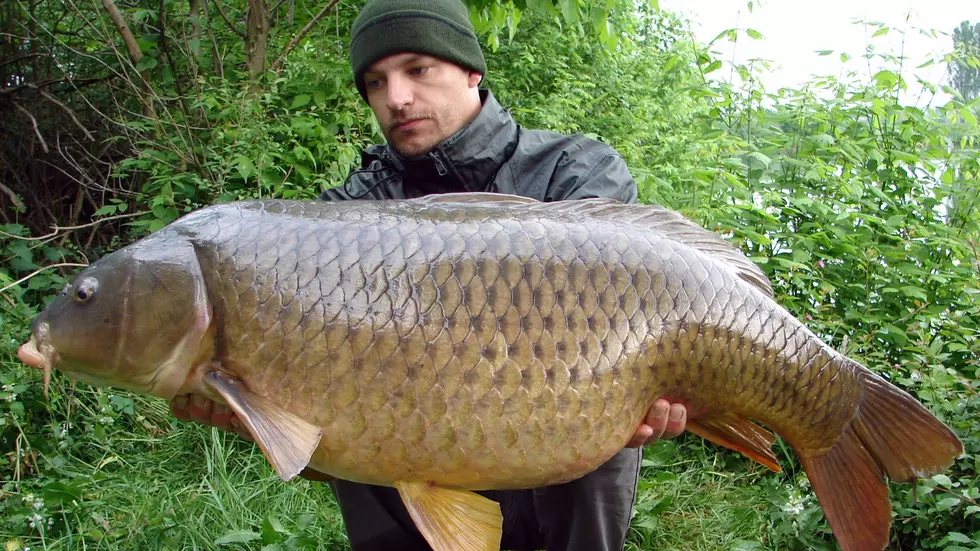 Asian Carp Michigan