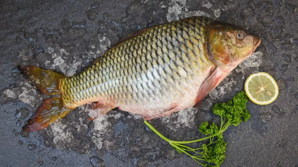 Asian Carp Michigan