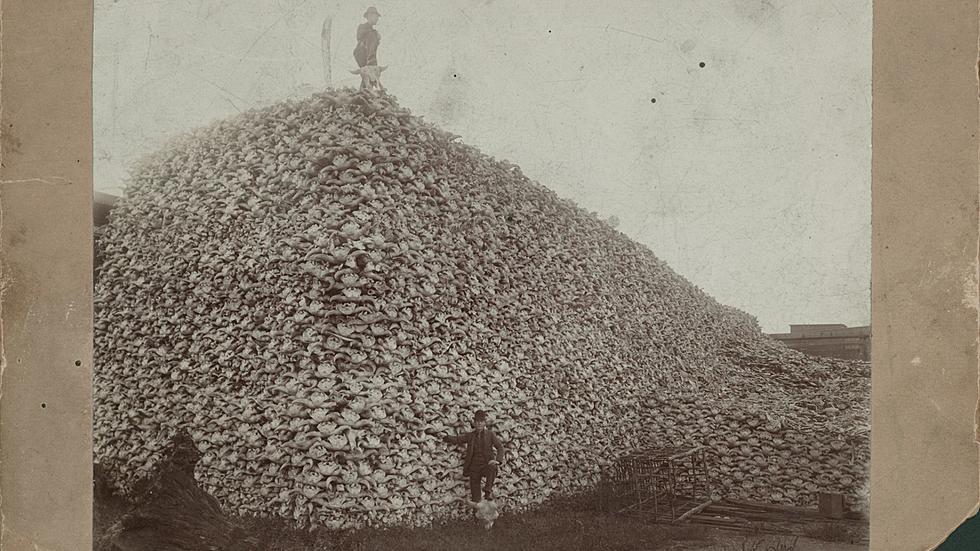 Historic ‘Bison Skull Mountain’ Photo Was Taken in Michigan