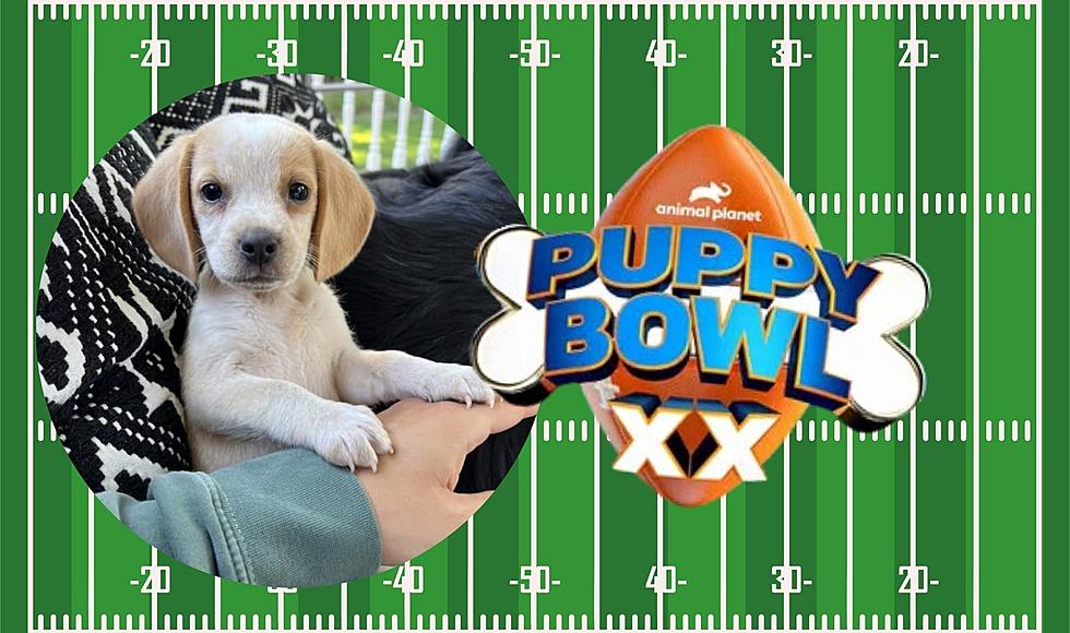 Meet Muskegon’s Dolly Barkon, Michigan’s Lone Pup In Puppy Bowl XX