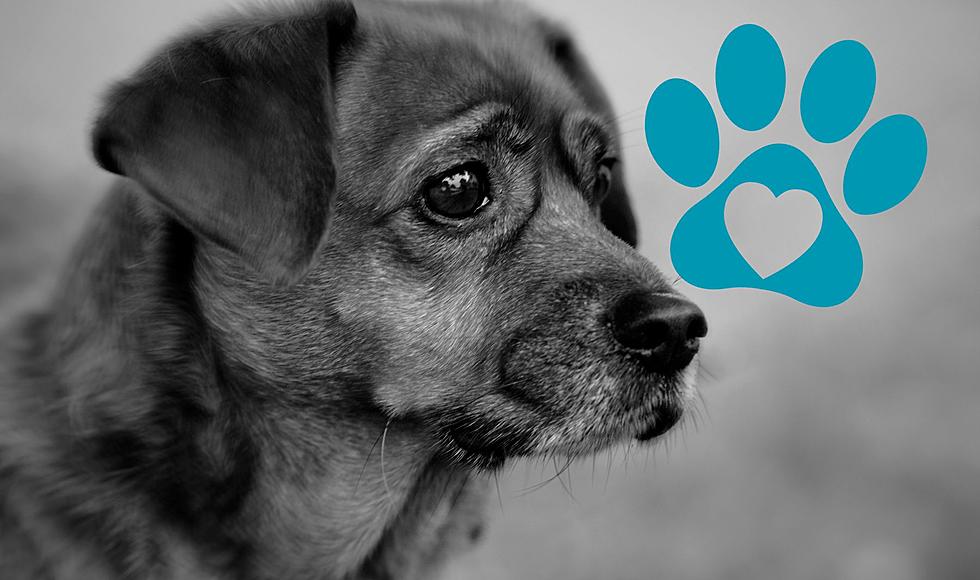 Teddy's Law In MI Will Drastically Change Dog Euthanasia Rates