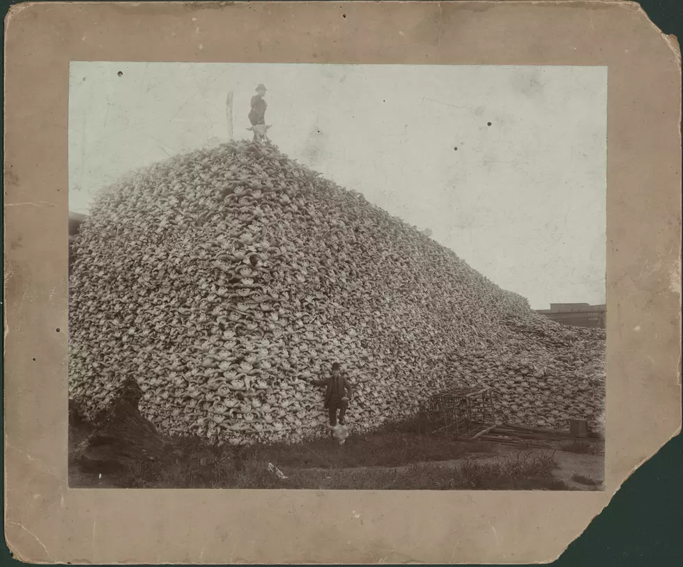 Bison Skull Mountain