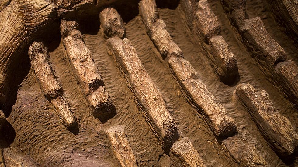 Michigan's State Fossil Could Soon Be Our National Fossil