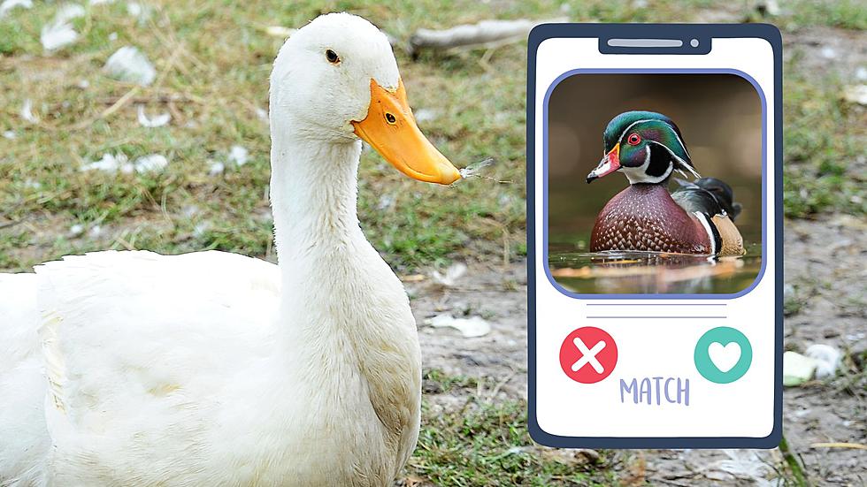 Michigan Duck’s Online Dating Profile Goes Viral