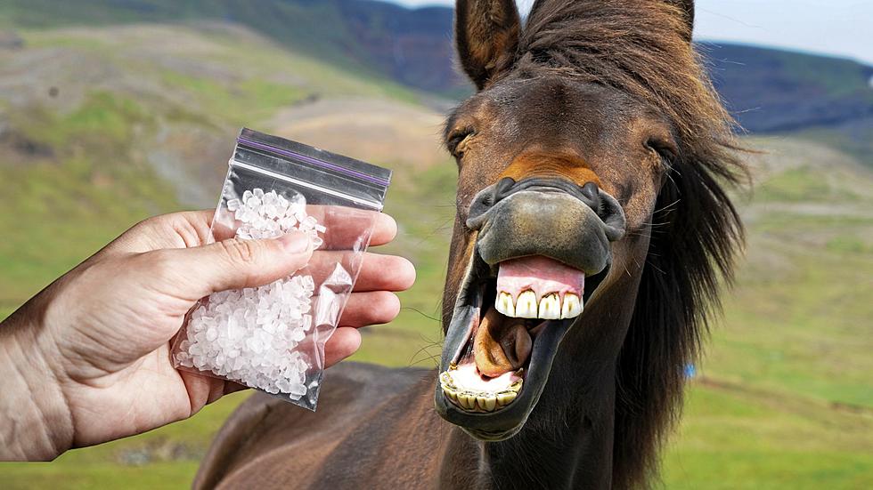 Ohio Race Horse Tested Positive for Meth After Race