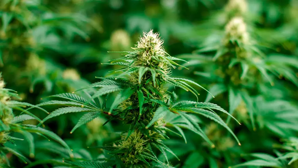 Marijuana grow in Calhoun County