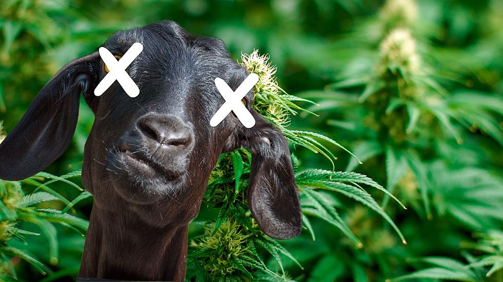 Dead Goats Lead to Illegal Grow Operation in Calhoun County
