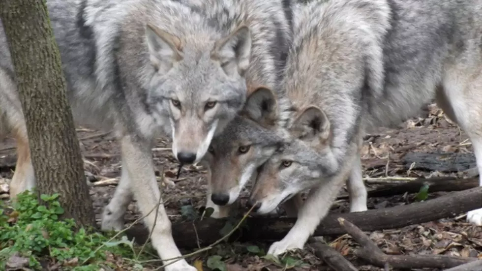 Michigan Coywolf Sightings are Rare, But Could Be On the Rise