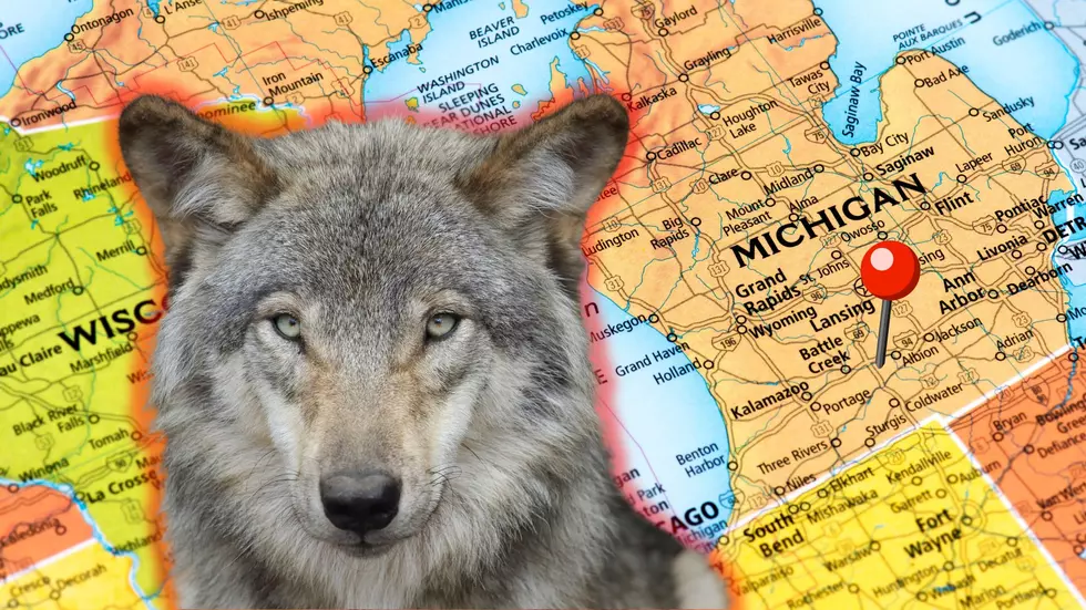 Why Was There a Wolf in Southern Michigan?