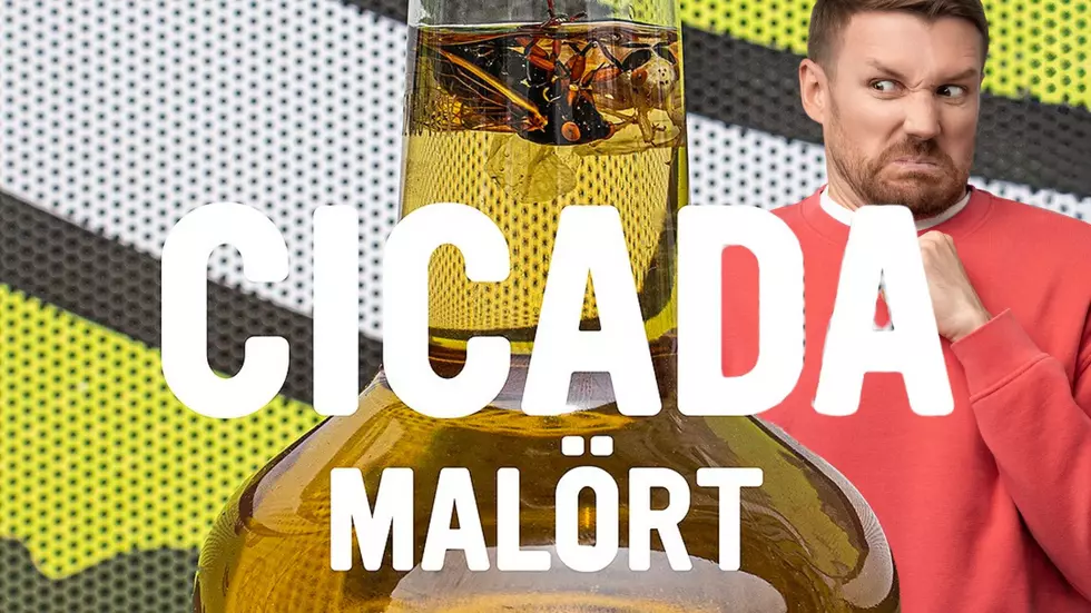 Chicago Brewery Offering Once-In-A-Lifetime Cicada-Infused Malort