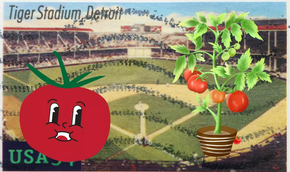 Tiger Stadium Once Had A Tomato Plant Grow In The Outfield