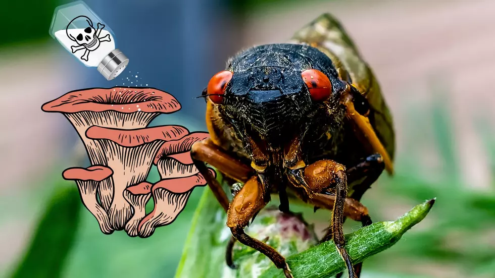 Fungus Could Turn Michigan Cicadas Into 'Saltshakers of Death'