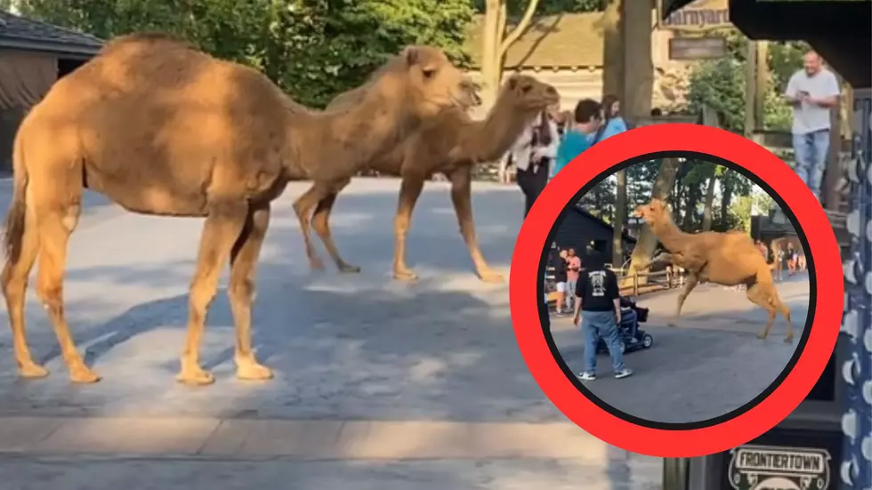 WATCH: Camels Break Loose at Cedar Point, Terrorize Park-goers