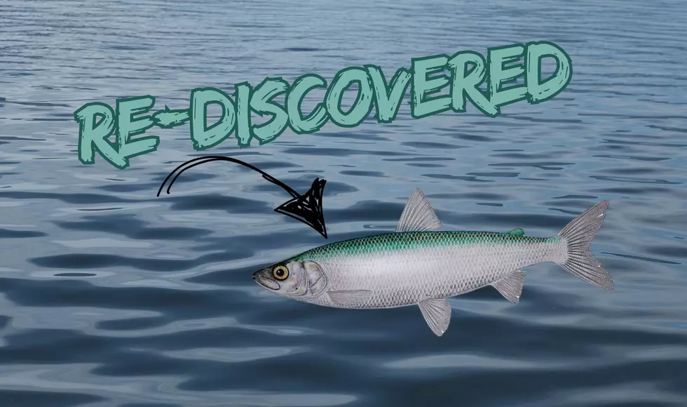 Long-Thought Extinct Michigan Fish Rediscovered In The Most Unbelievable Place