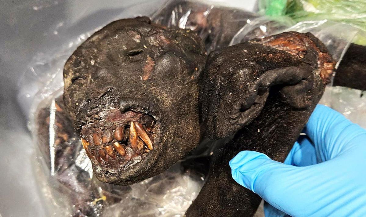 Bushmeat Smuggling Foiled At Detroit Airport Raises Health Alarms