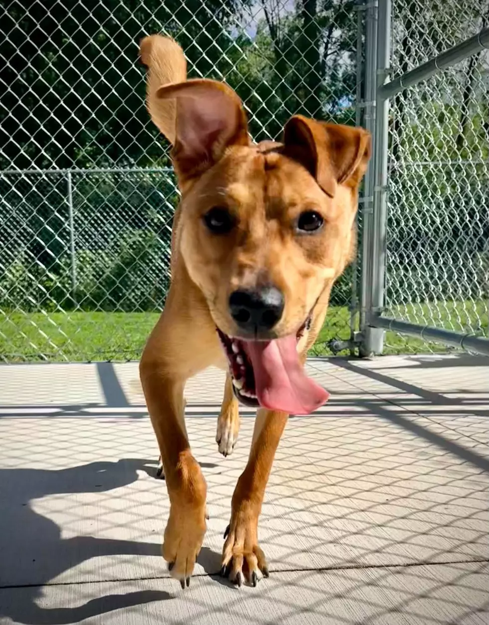 1077 RKR Teams With Animal Rescue Project & Barks In The Zoo For Adopt Me Monday