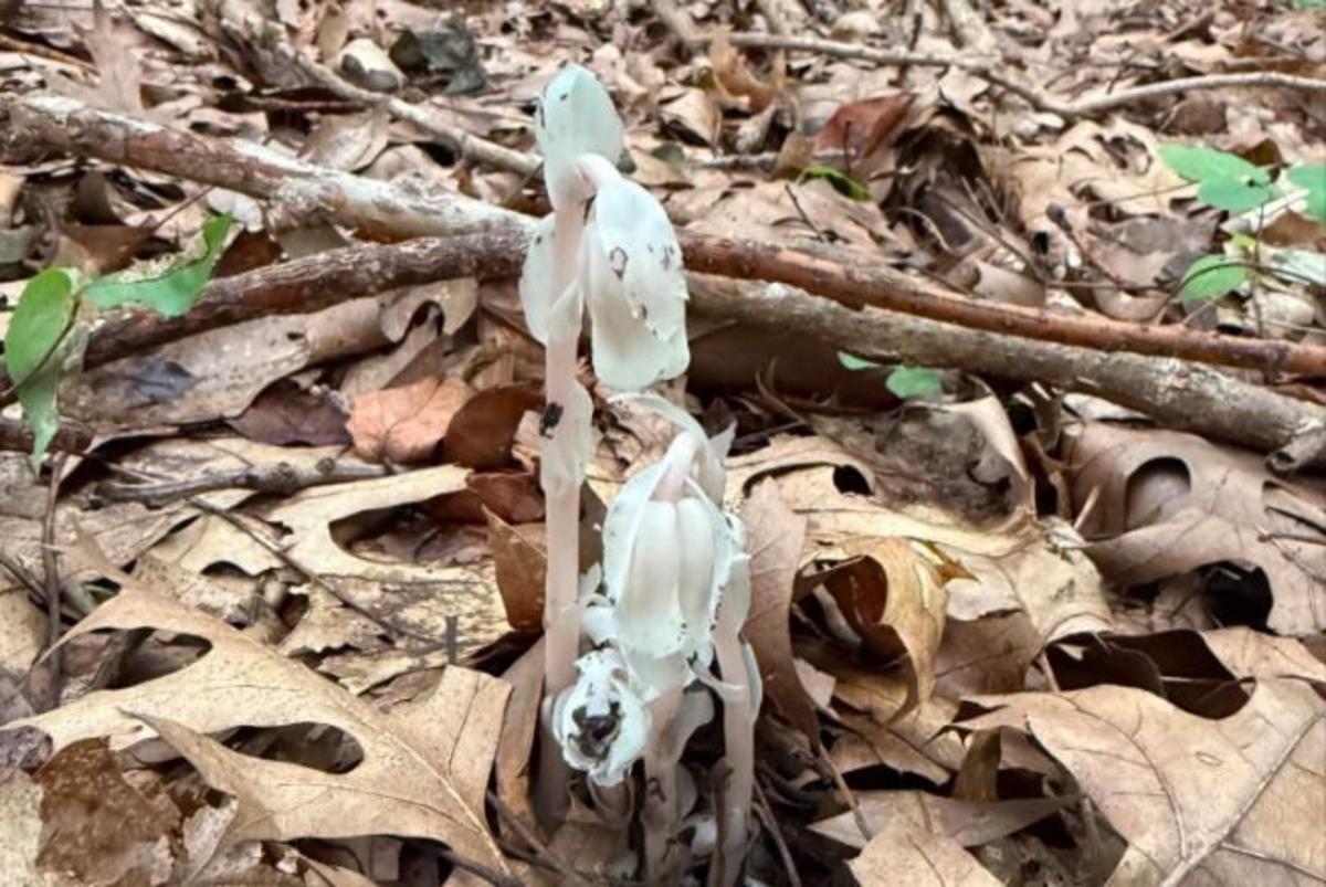 Ghost Pipe, Michigan's Ghostly White Forest Plant, Is Gaining Fans Fast