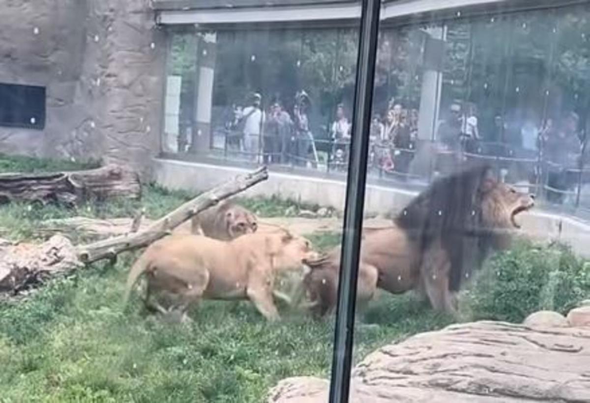 Detroit Zoo Lions Caught Fighting On Video By Visitors