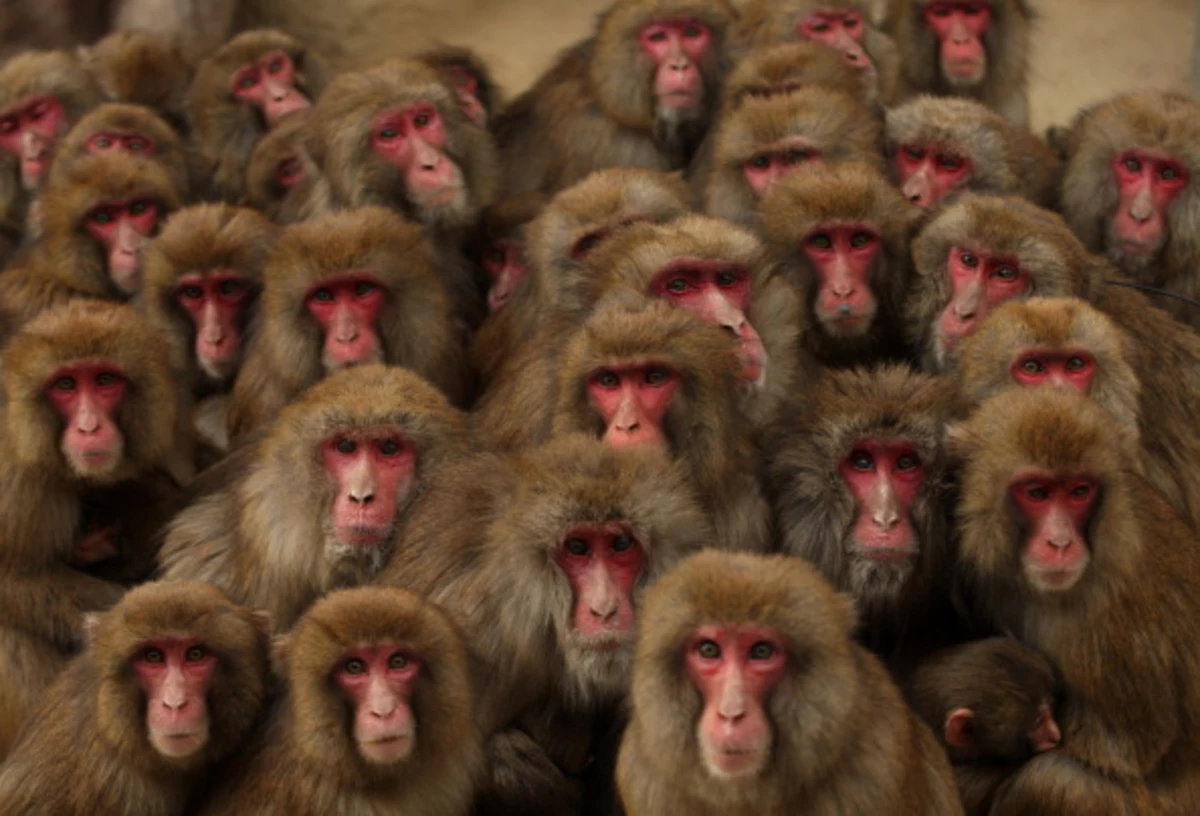Фото группы обезьянок