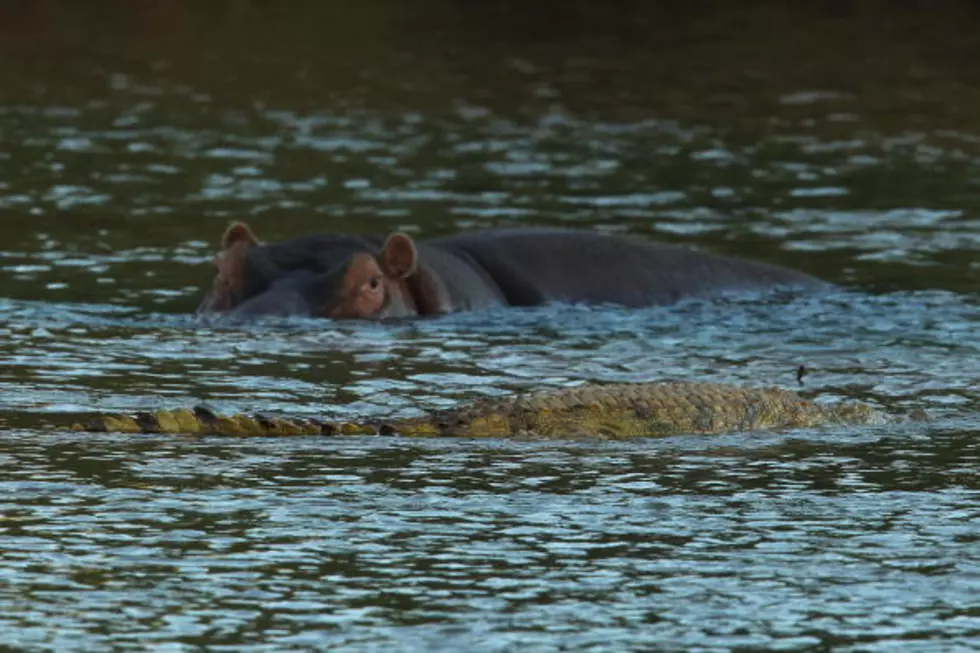 VIDEO: Hippo Saves Gnu From Crocodile!