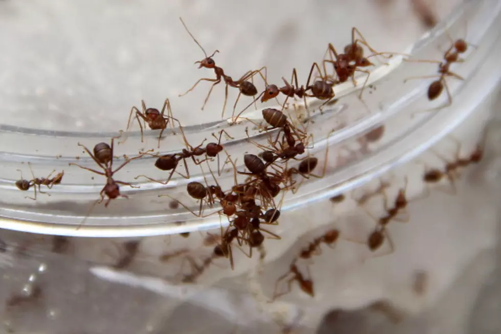 Ants Could Rule the World!