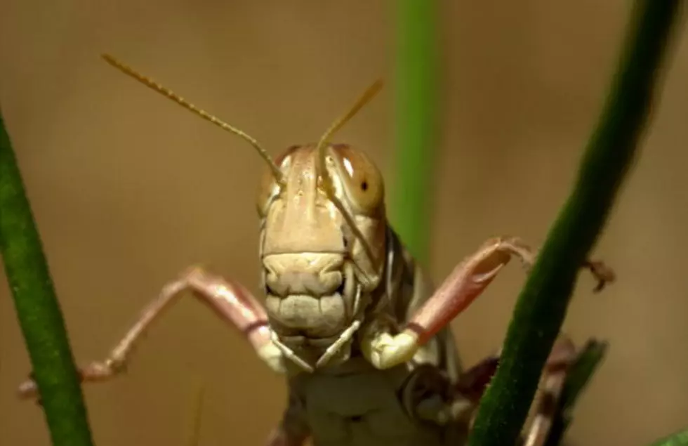 Grasshopper Swarm!