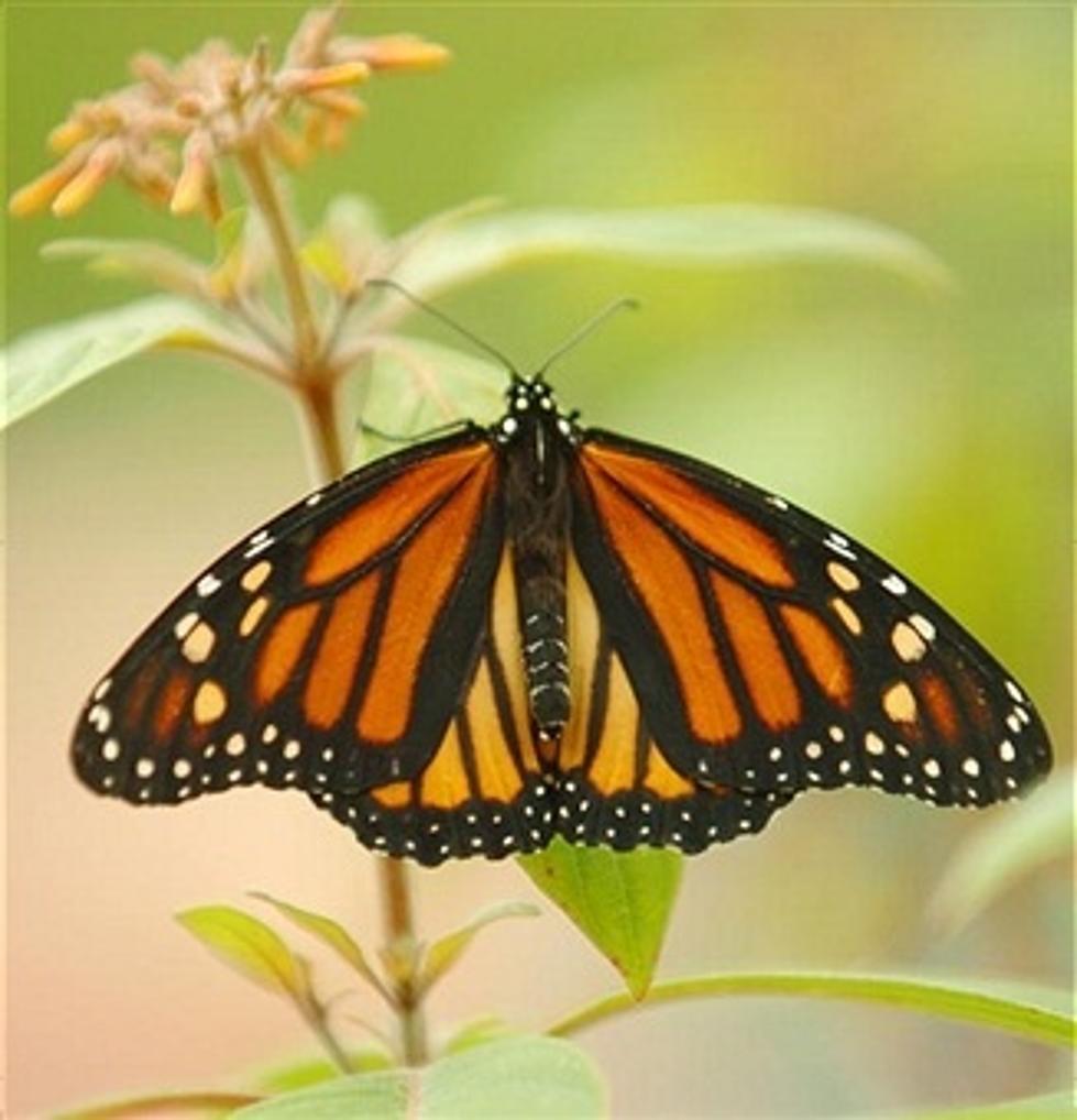 Monarch Butterflies are Becoming Rare but There’s Hope
