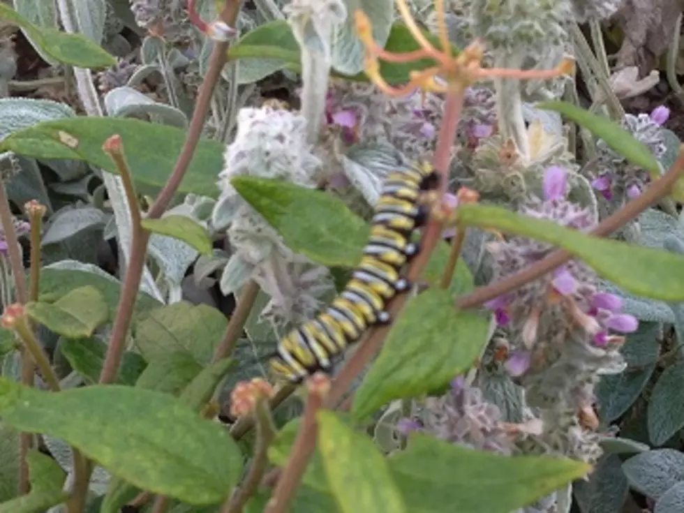 Monarch Butterflies are Becoming Rare but There&#8217;s Hope