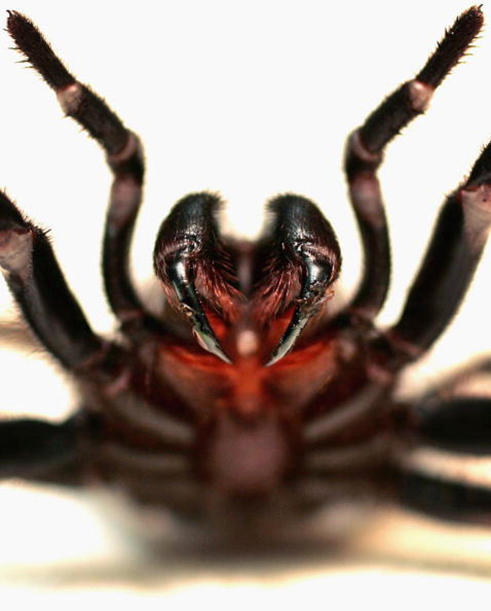 Most Terrifying Spiders in the World