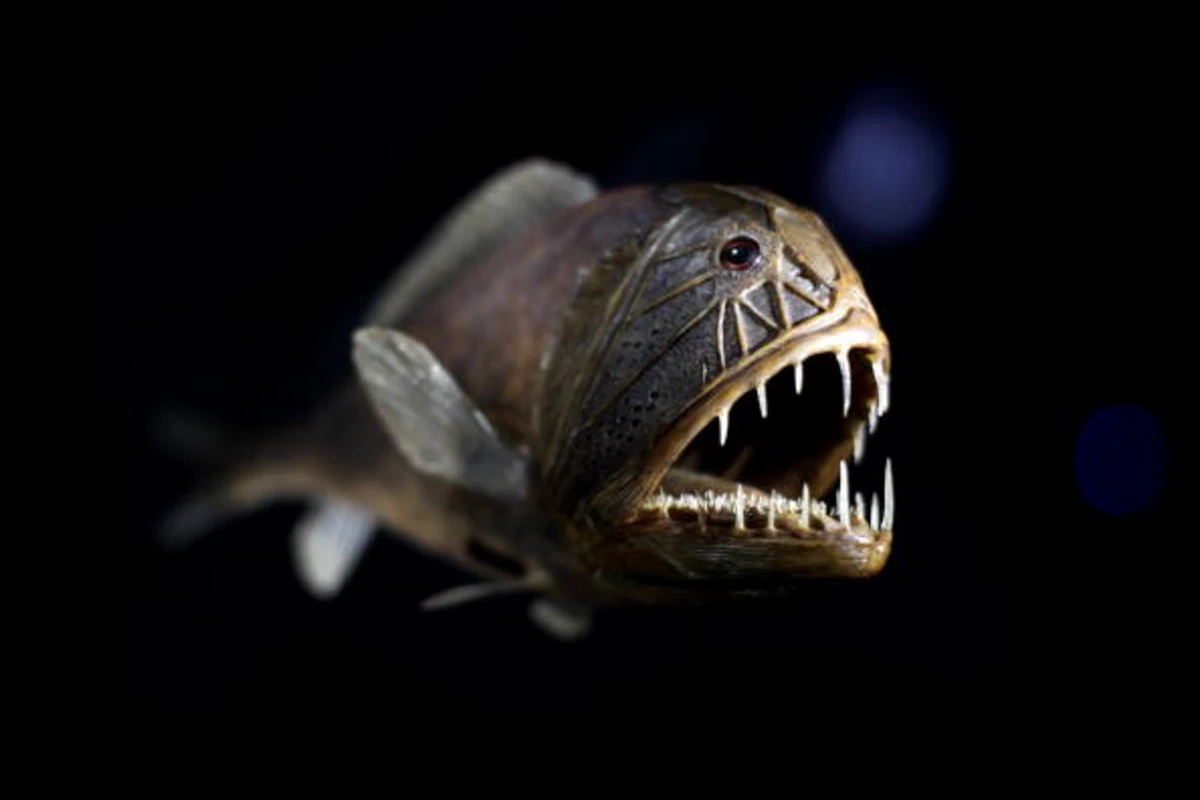 怪鱼图片 山海经怪鱼图片 - 第 3 | 犀牛图片网