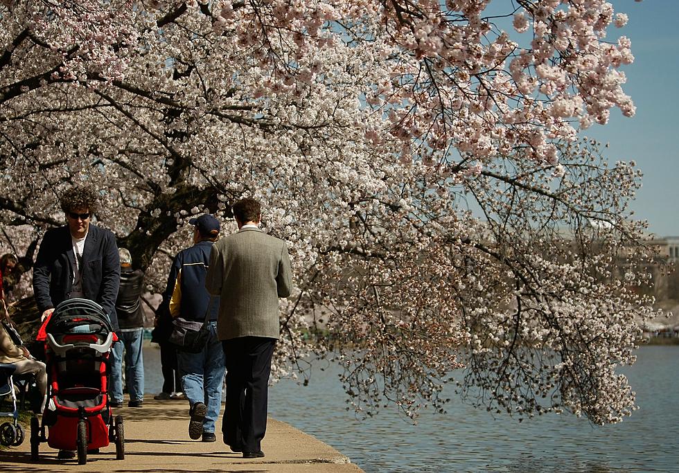 Fun Things to do in July Including National Cherry Festival