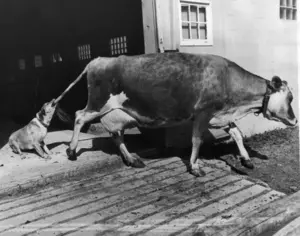 ROADSIDE MICHIGAN: Grave of the World Champion Cow of the Insane