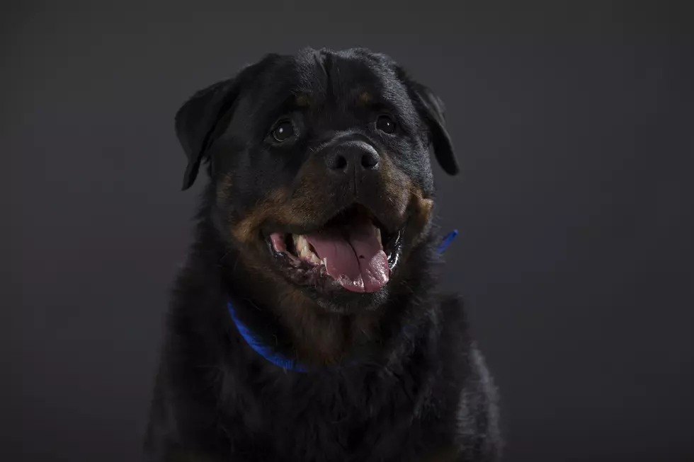 Dozens of People Looking to Adopt Baron