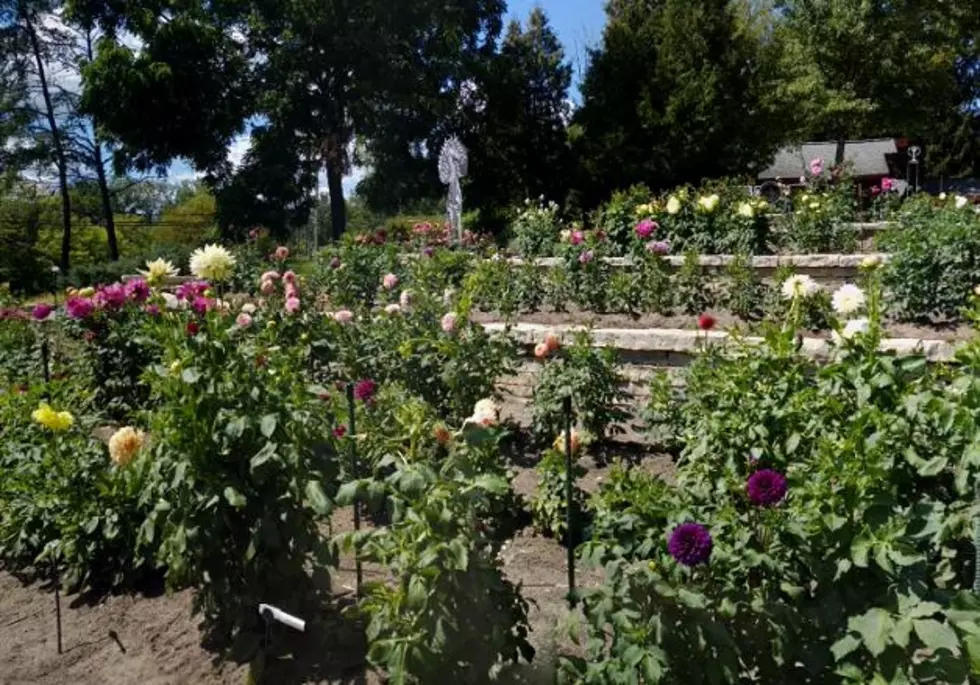 ROADSIDE MICHIGAN: Dahlia Hill Gardens, Midland