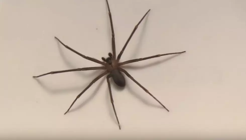 GRAPHIC PHOTOS: Venomous Brown Recluse Spider Found in Michigan Garage