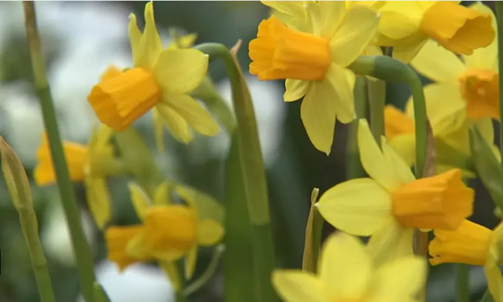 ROADSIDE MICHIGAN: The 15,000 Daffodils of Caro