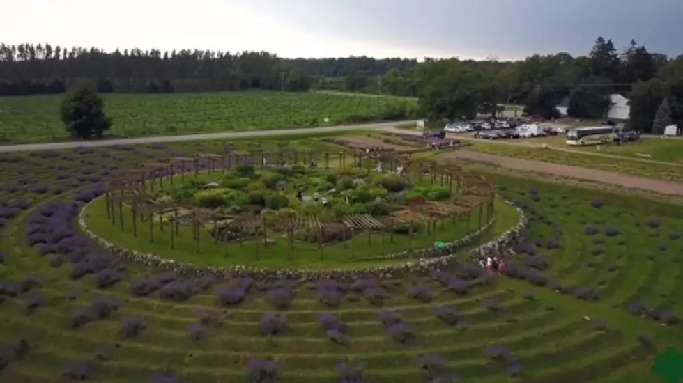 ROADSIDE MICHIGAN: Inside the Lavender Labyrinth