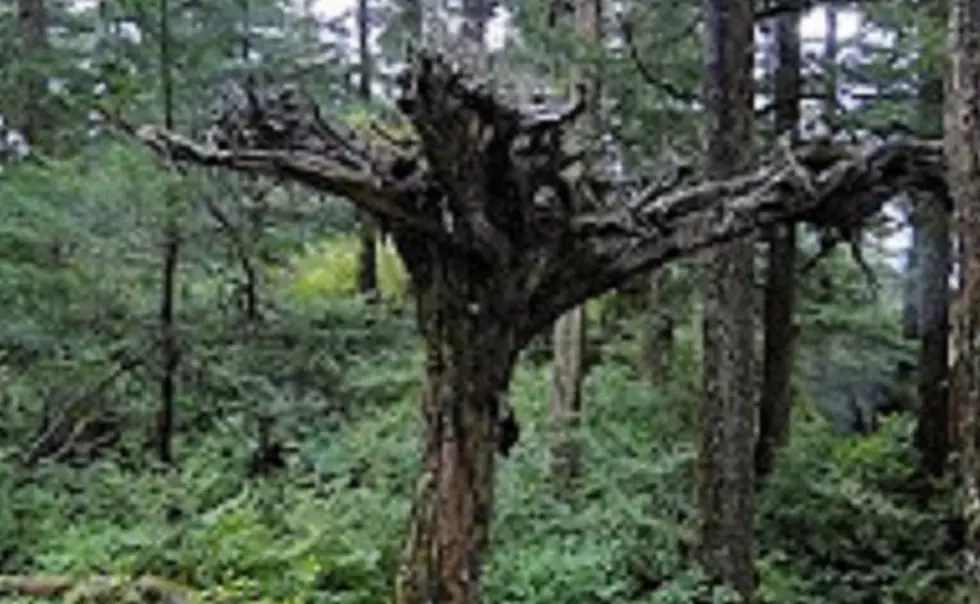 ROADSIDE MICHIGAN: The Upside-Down Forest of Lake Charlevoix