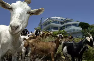 Goat Yoga Launches This Weekend in Williamston