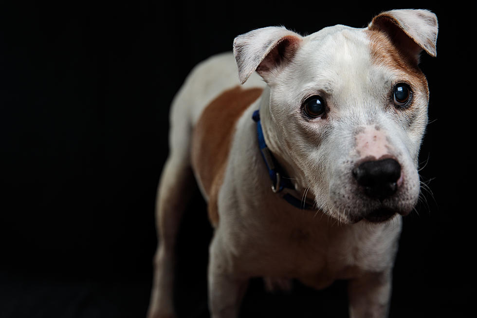 Tongueless Dog Is Rescued In Detroit