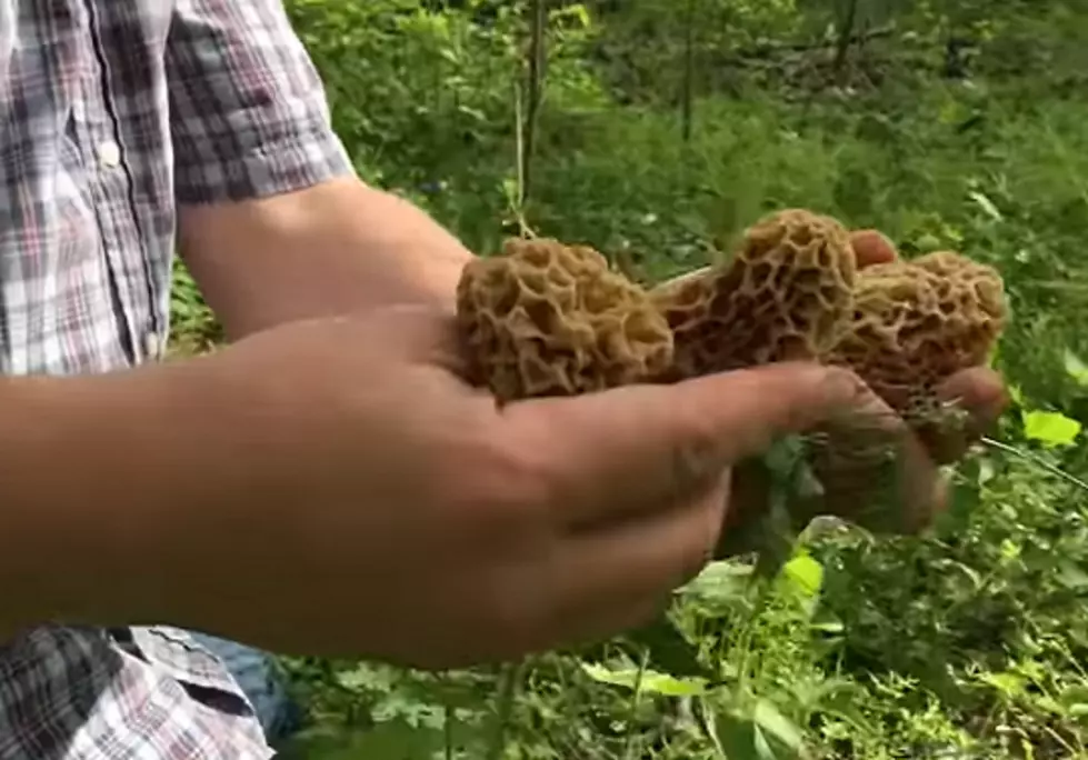 The BEST Michigan Location to Search for Morel Mushrooms (+ Tips)