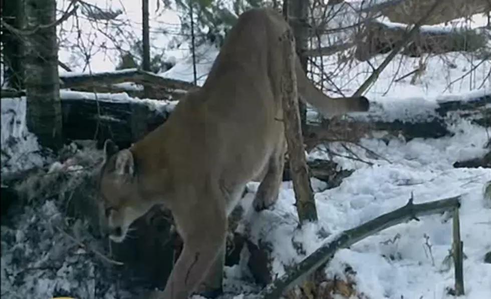PHOTOS & VIDEO: Wild Cougar Discovered in Mackinac County