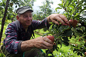 Apple Growers in Michigan Very Pleased About Current Harvest