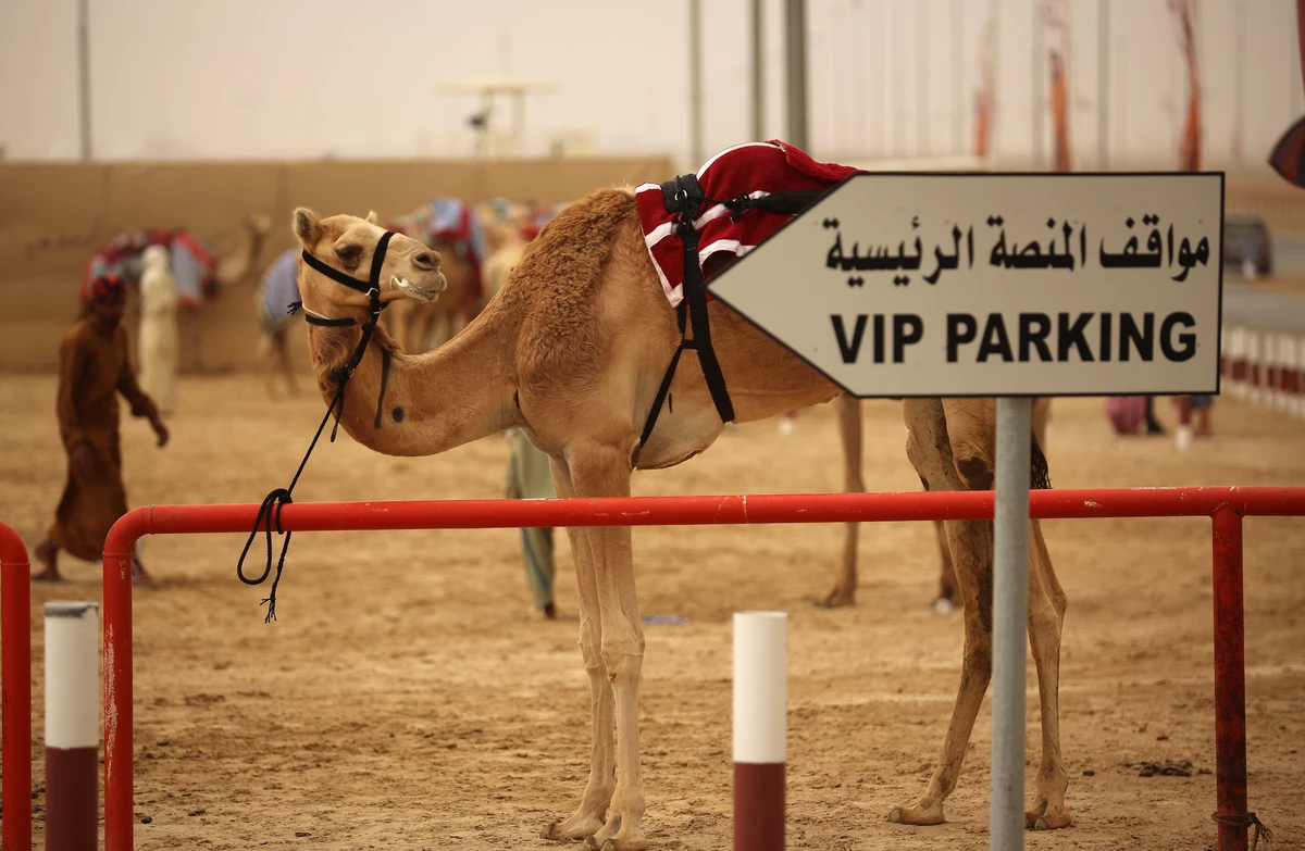 Camel в ОАЭ