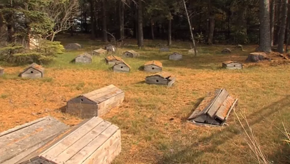 The Old 1841 Indian Burial Ground in Bay Mills, Michigan